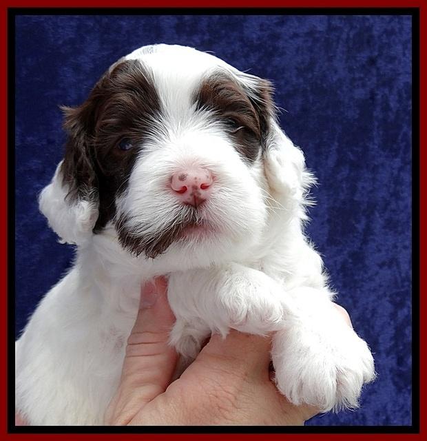 JBR pups 4 wks old 12