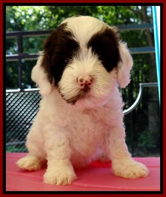 JBR pups 5 wks old 11