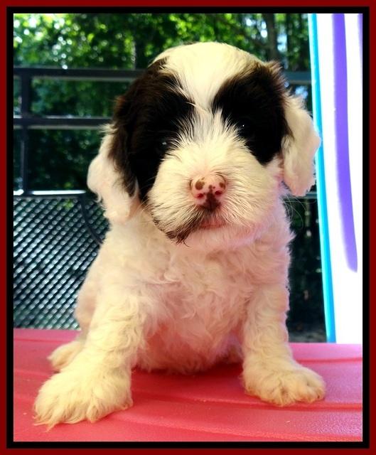 JBR pups 5 wks old 13