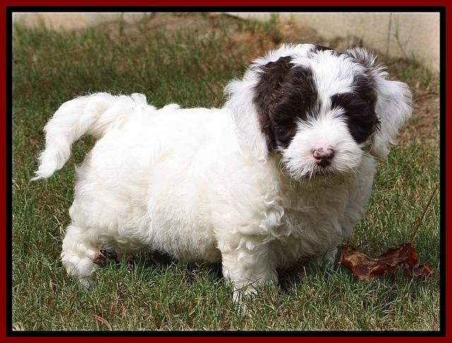 JBR pups 7 wks old 111