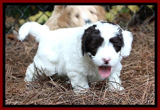 JRB pups 7.5 wks old 1050