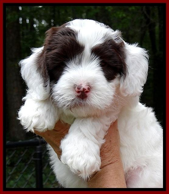 jbr pups 6 wks old faces 91