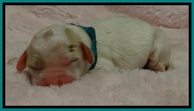 JB pups 1 day old 20