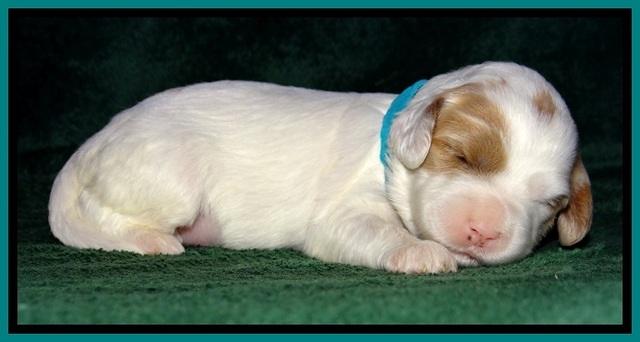 JBR pups 2 wks old 25