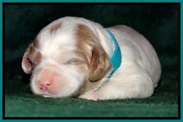 JBR pups 2 wks old 26
