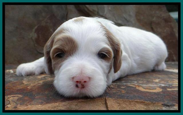 JBR pups 3 wks old 15