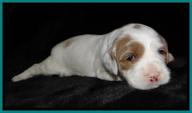 JBR pups 3 wks old 16