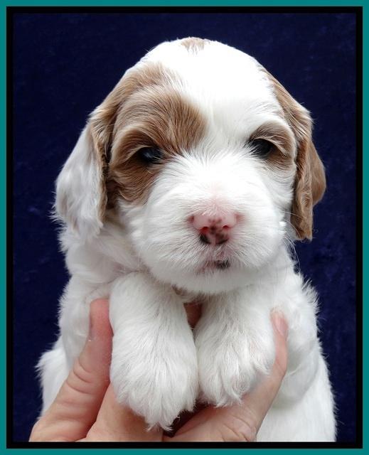 JBR pups 4 wks old 19