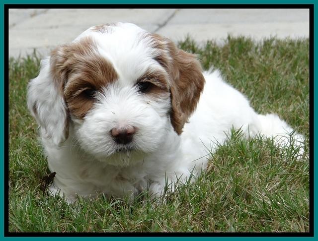 JBR pups 6 wks old 7