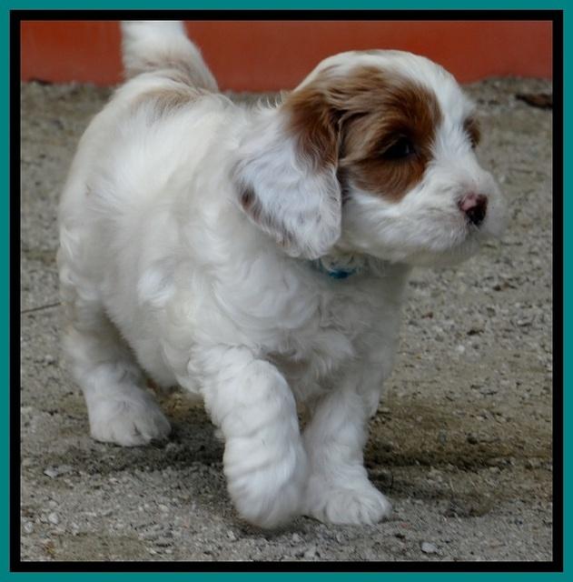 JBR pups 6 wks old 8