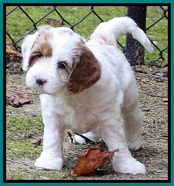 JRB pups 7.5 wks old 1150