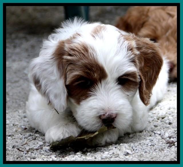 JRB pups 7.5 wks old 550