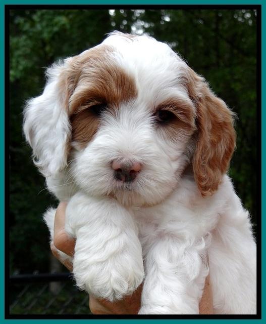 jbr pups 6 wks old faces 101