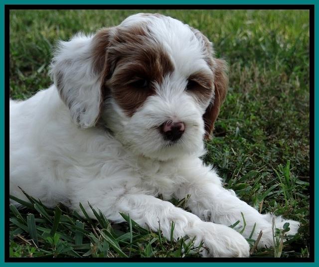 jbr pups 7 wks old 11100