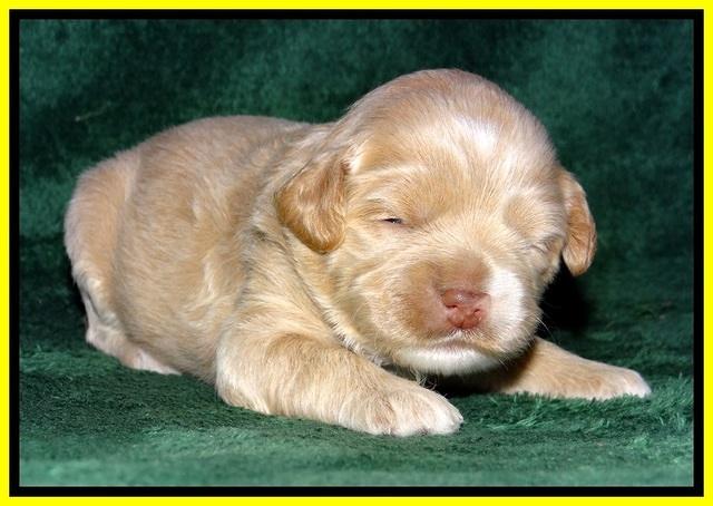 JBR pups 2 wks old 16
