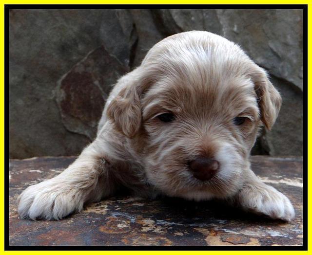 JBR pups 3 wks old 10