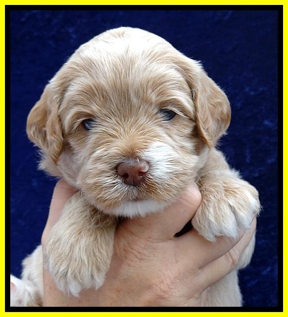 JBR pups 4 wks old 14