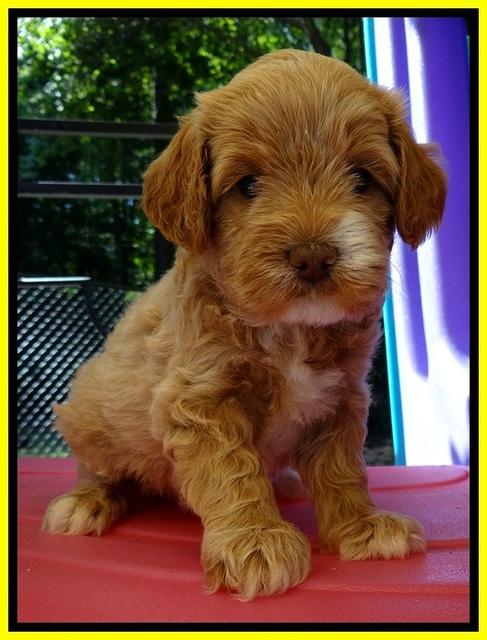 JBR pups 5 wks old 14