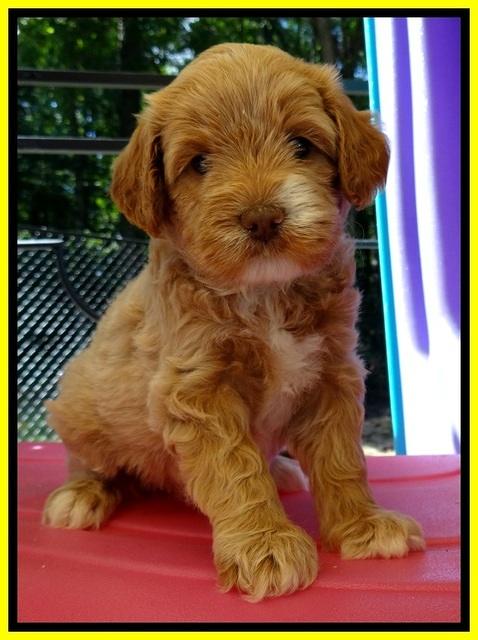 JBR pups 5 wks old 16