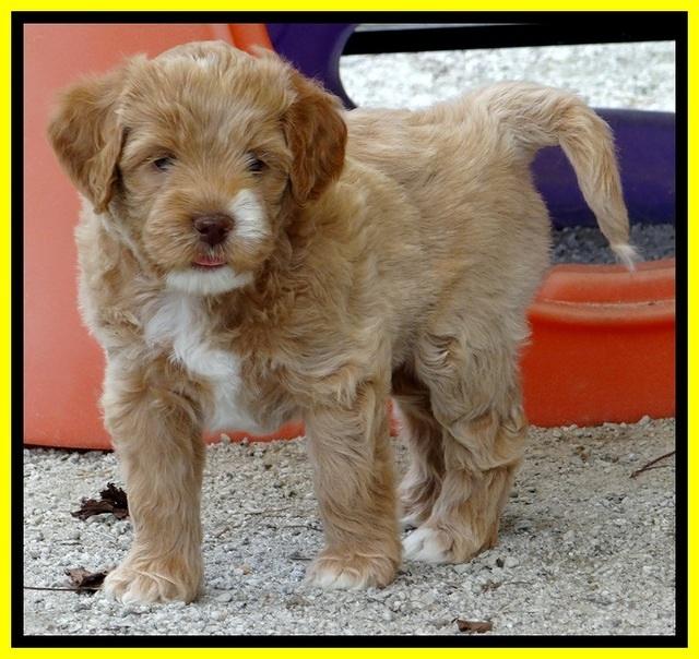 JBR pups 6 wks old 12