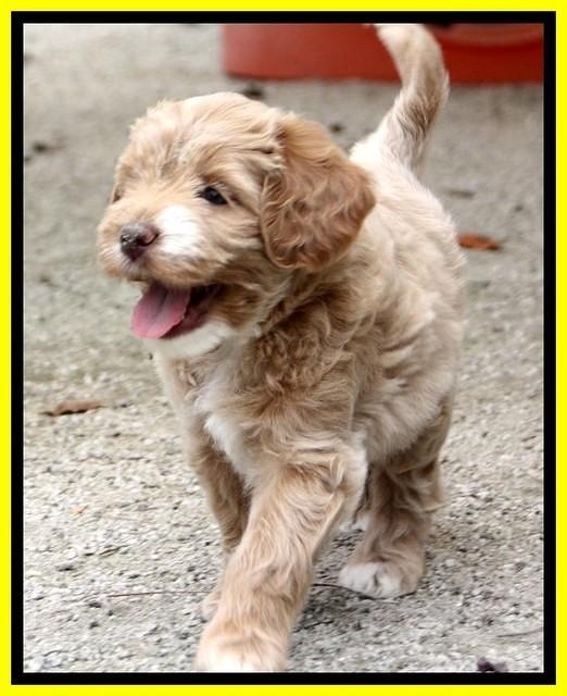 JRB pups 7.5 wks old 250