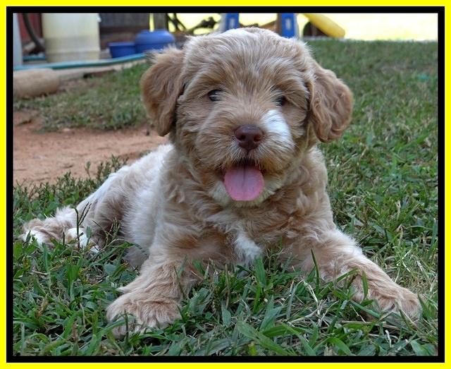 jbr pups 7 wks old 5100