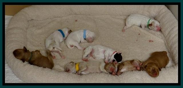 JB pups 5 days old 8