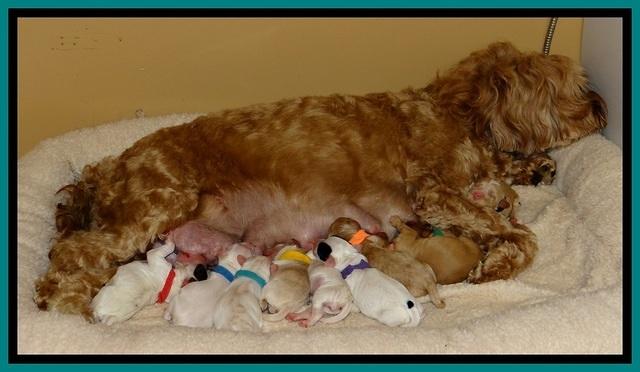 JBR newborn group pics 6