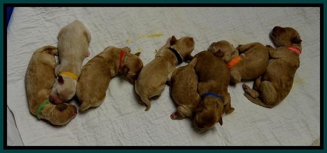 ST pups 5 days old group 1