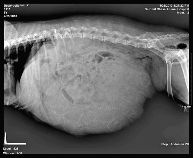 Jolie Buster Preg 4 xray 2