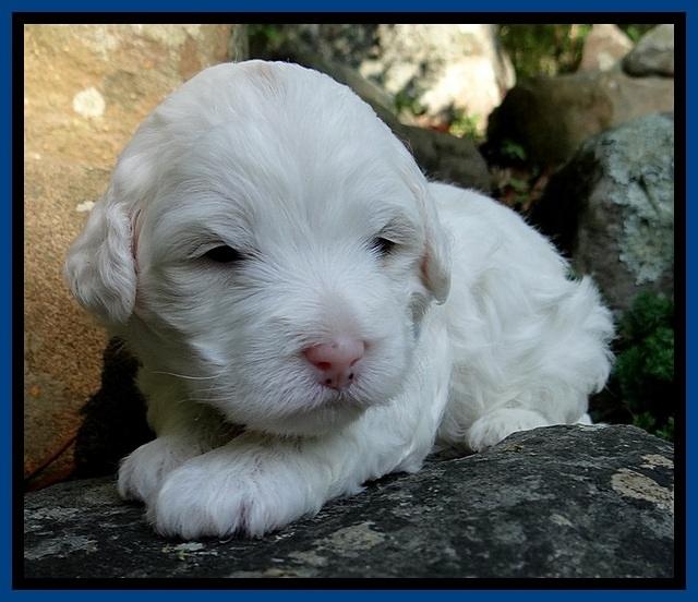 Jolie Buster 3 wks old 31