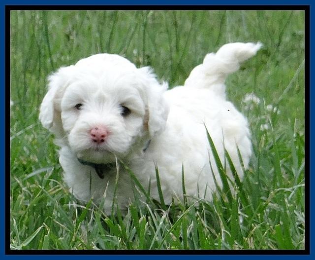 Jolie Buster 5 wks old 20