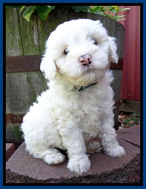 Jolie Buster 6 wks old 11
