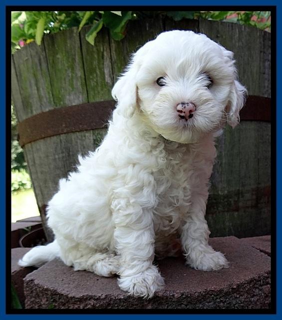 Jolie Buster 6 wks old 21