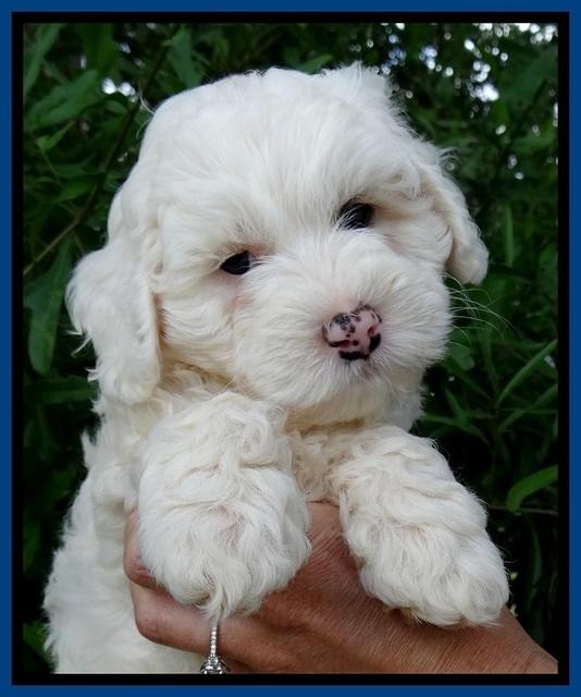 Jolie Buster 7 wks old 11