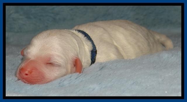 Jolie Buster puppies newborn 9 21