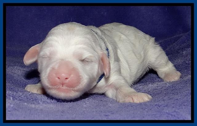 Jolie Buster pups 1 wk old 41