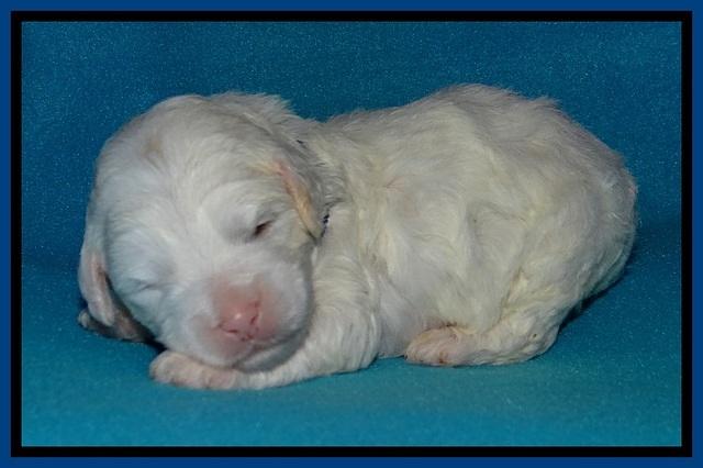 Jolie Buster pups 2 wks old 30