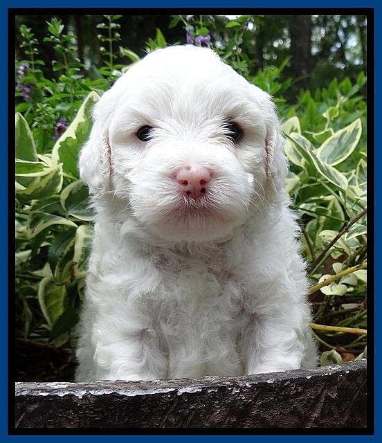 Jolie Buster pups 4 wks old 30