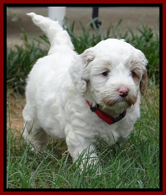 Jolie Buster 5 wks old 80