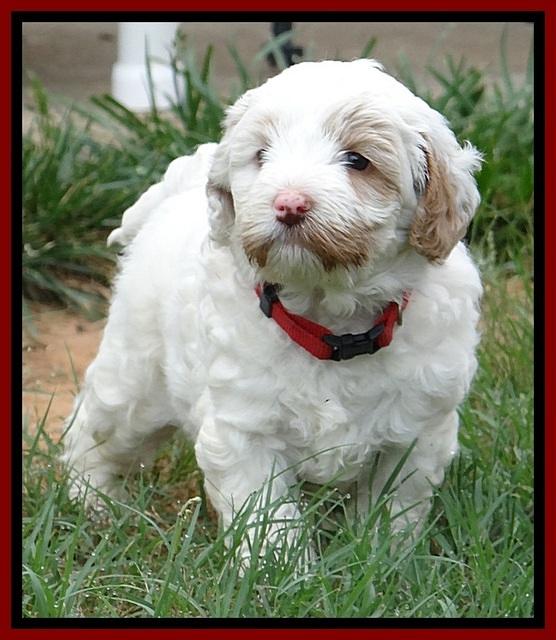 Jolie Buster 5 wks old 90