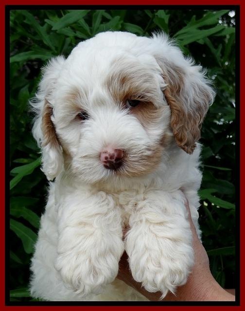 Jolie Buster 7 wks old 71