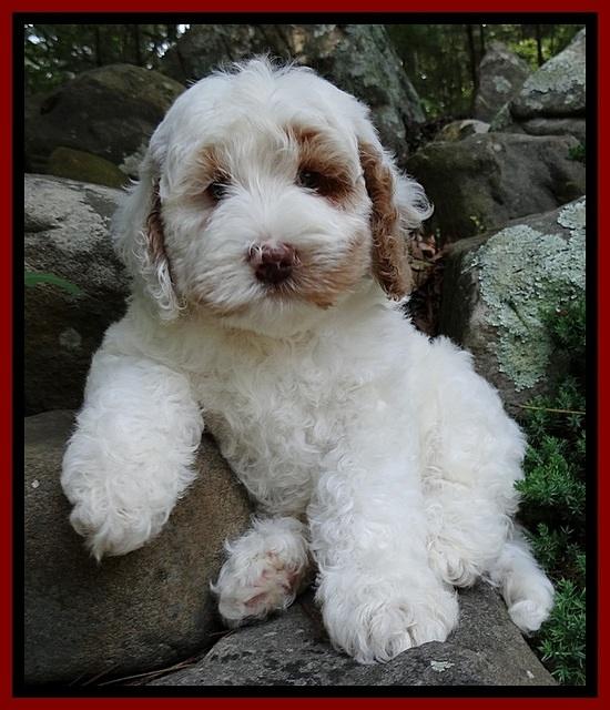 Jolie Buster 8 weeks old 43