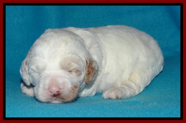 Jolie Buster pups 2 wks old 80