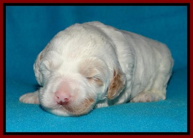 Jolie Buster pups 2 wks old 90