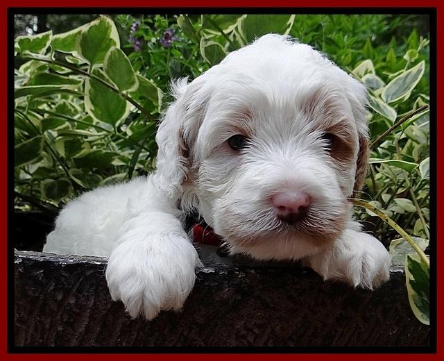 Jolie Buster pups 4 wks old 60
