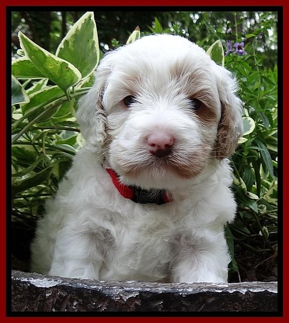 Jolie Buster pups 4 wks old 70