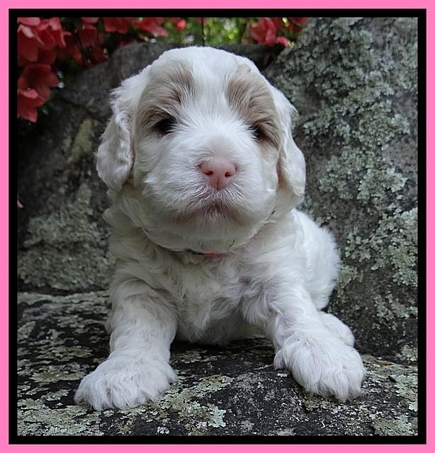 Jolie Buster 3 wks old 161