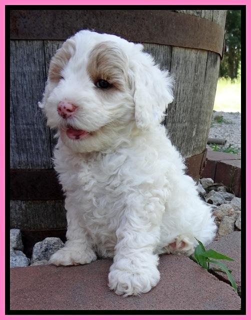 Jolie Buster 6 wks old 131