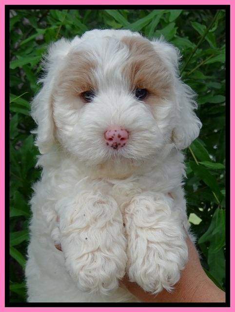 Jolie Buster 7 wks old 101